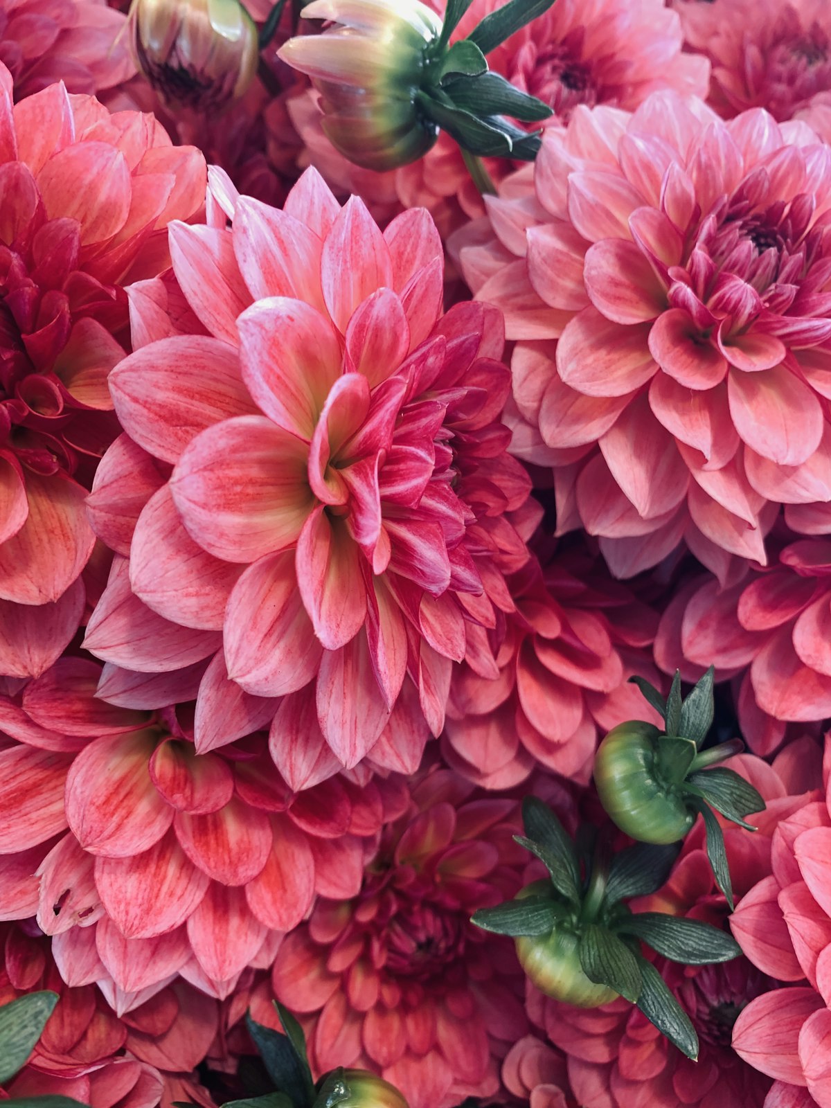 Pink and coral dahlias in full bloom