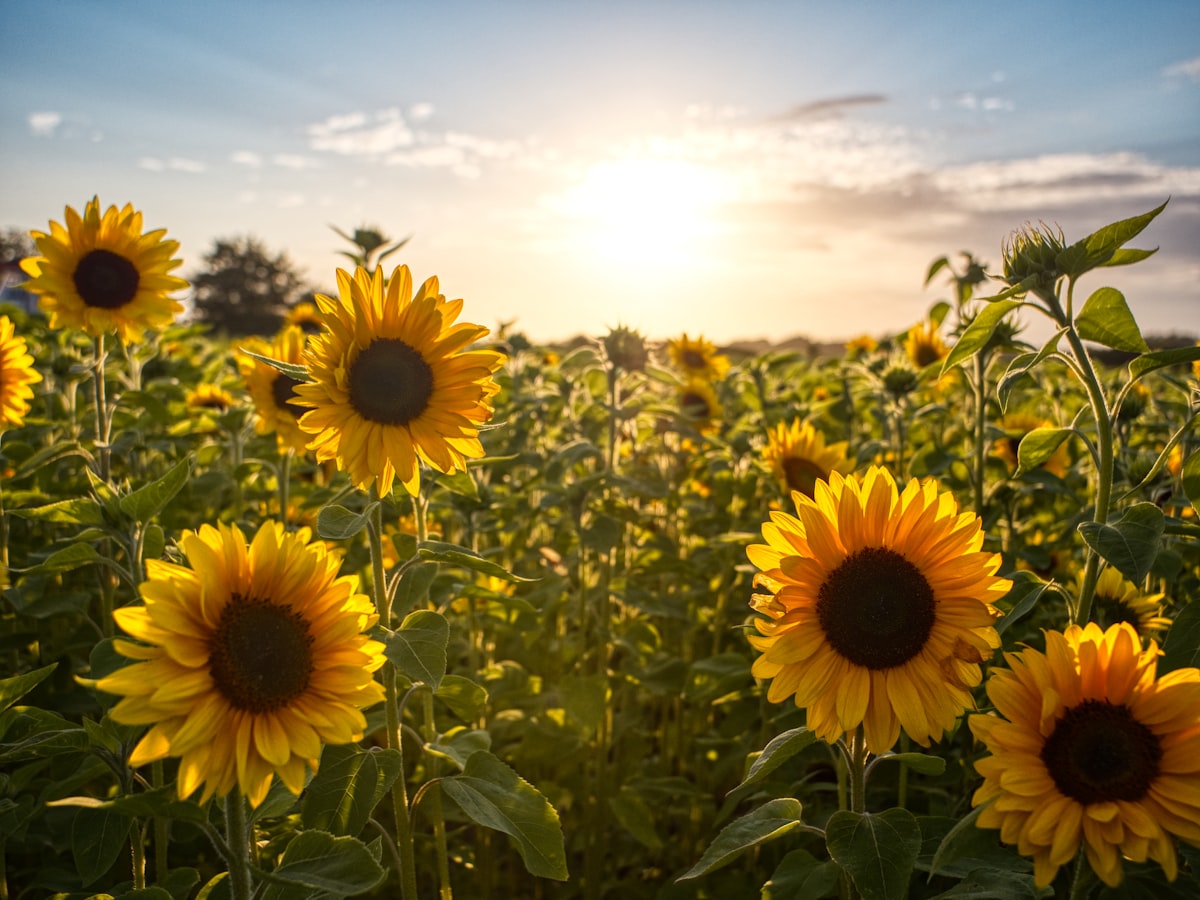 Sunflower field at golden hour